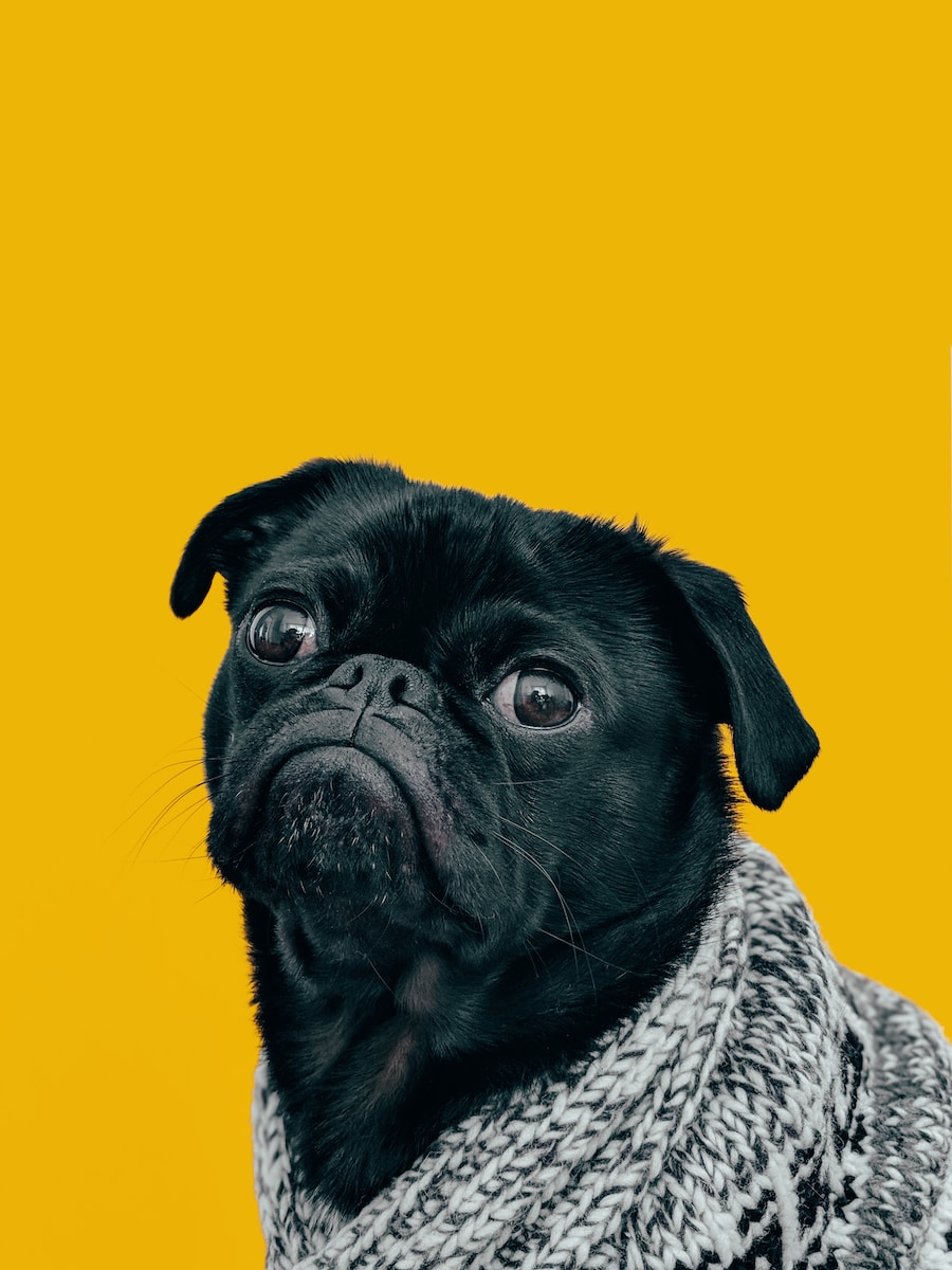 honden gedragstherapeut
